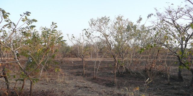 Area dove verrà costruito l’orfanotrofio di Diapangou vicino alla città di Fada N’Gurma